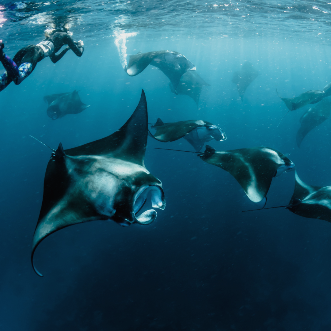 mante alle maldive